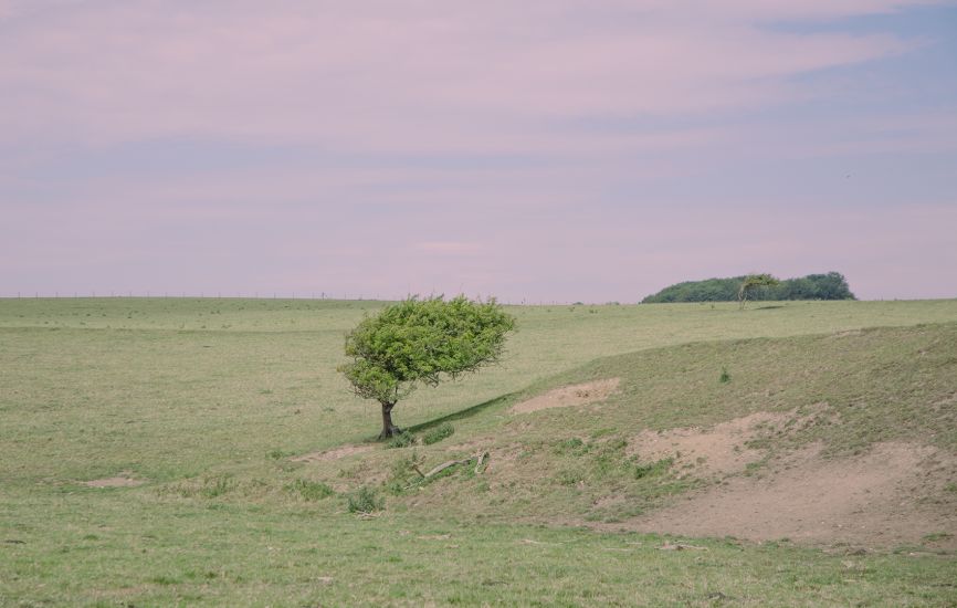 Dorset